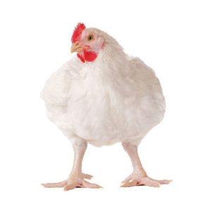 Poulet de chair vivant